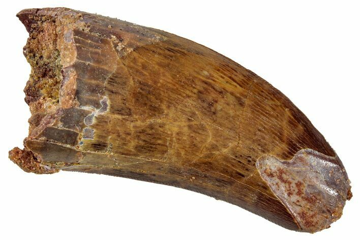 Serrated, Carcharodontosaurus Tooth - Feeding Worn Tip #267783